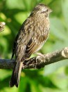 Chingolo/Rufous-collared Sparrow