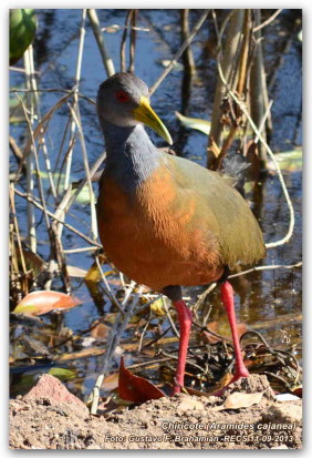 Chiricote/Grey-necked Wood-Rail