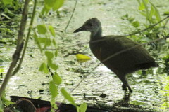 Chiricote/Grey-necked Wood-Rail