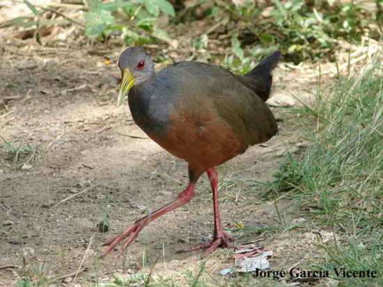 Chiricote/Grey-necked Wood-Rail