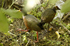 Chiricote/Grey-necked Wood-Rail