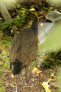 Chiricote/Grey-necked Wood-Rail