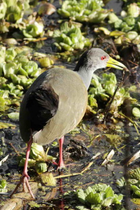 Chiricote/Grey-necked Wood-Rail