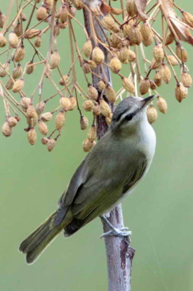 Chiví común/Red-eyed Vireo