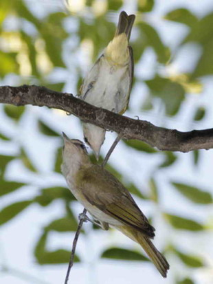 Chiví común/Red-eyed Vireo