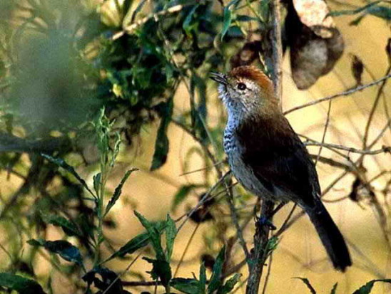 Choca corona rojiza/Rufous-capped Ant-Shrike