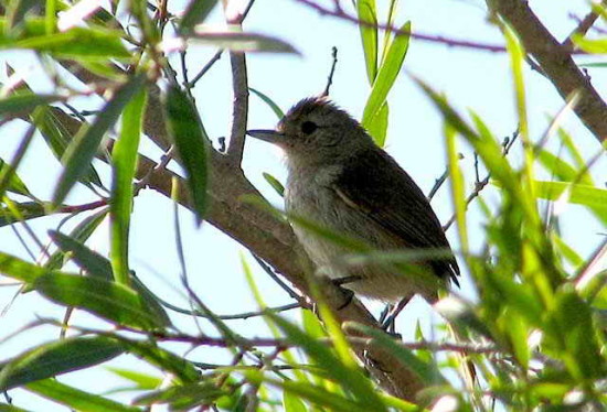 Choca corona rojiza/Rufous-capped Ant-Shrike