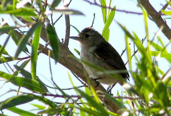 Choca corona rojiza/Rufous-capped Ant-Shrike