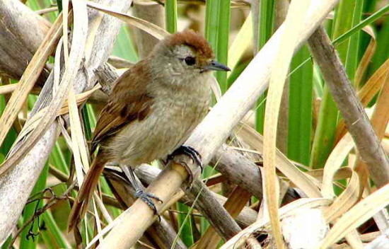 Choca corona rojiza/Rufous-capped Ant-Shrike