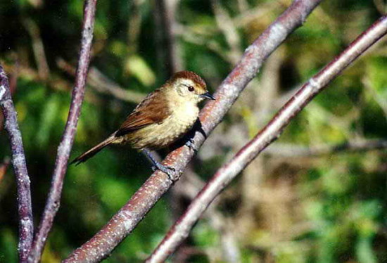 Choca corona rojiza/Rufous-capped Ant-Shrike