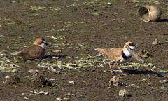 Chorlito de collar/Collared Plover