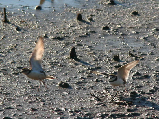 Chorlito de collar/Collared Plover