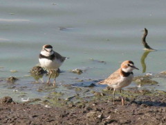 Chorlito de collar/Collared Plover