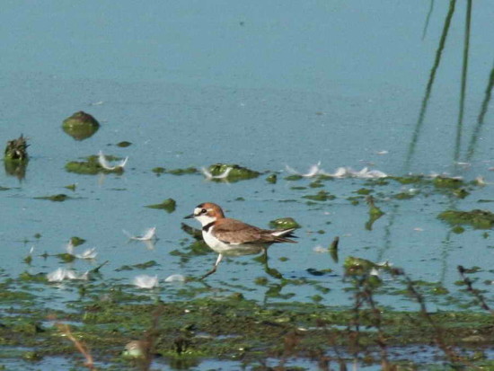 Chorlito de collar/Collared Plover