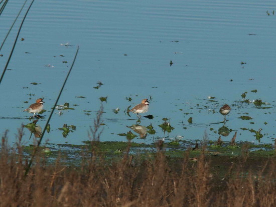 Chorlito de collar/Collared Plover