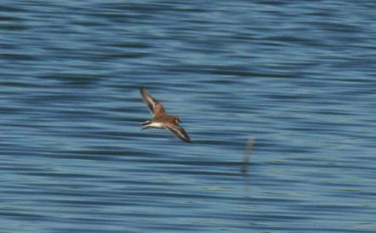 Chorlito de collar/Collared Plover