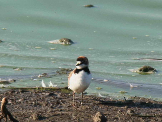 Chorlito de collar/Collared Plover