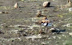 Chorlito de collar/Collared Plover