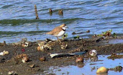 Chorlito de collar/Collared Plover