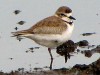 Chorlito de collar/Collared Plover