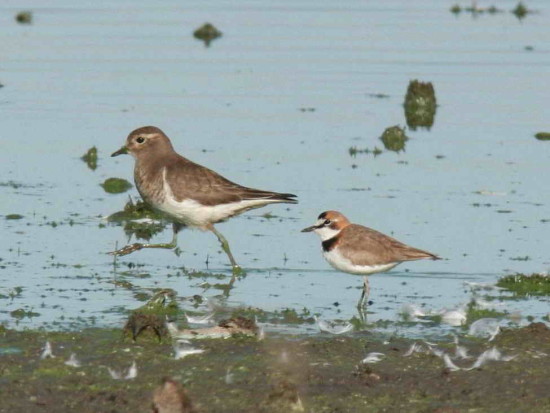 Chorlo pecho colorado/Rufous-chested Dotterel