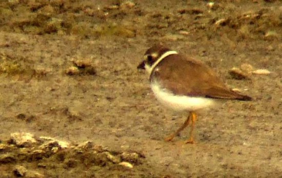 Chorlito palmado/Semipalmated Plover