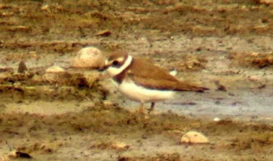 Chorlito palmado/Semipalmated Plover