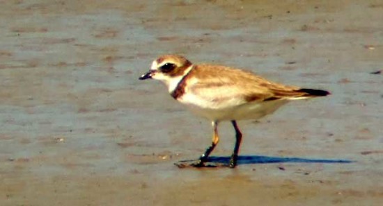 Chorlito palmado/Semipalmated Plover