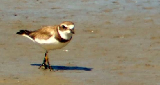 Chorlito palmado/Semipalmated Plover