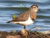 Chorlo pecho colorado/Rufous-chested Plover