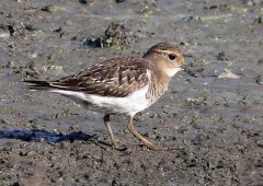 Chorlo pecho colorado/Rufous-chested Dotterel