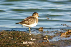 Chorlo pecho colorado/Rufous-chested Dotterel