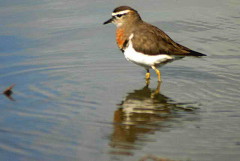 Chorlo pecho colorado/Rufous-chested Dotterel