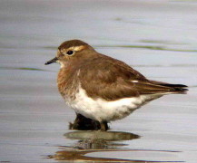 Chorlo pecho colorado/Rufous-chested Dotterel