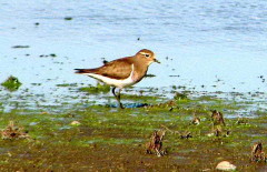 Chorlo pecho colorado/Rufous-chested Dotterel