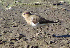 Chorlo pecho colorado/Rufous-chested Dotterel