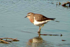 Chorlo pecho colorado/Rufous-chested Dotterel