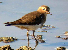 Chorlo pecho colorado/Rufous-chested Dotterel