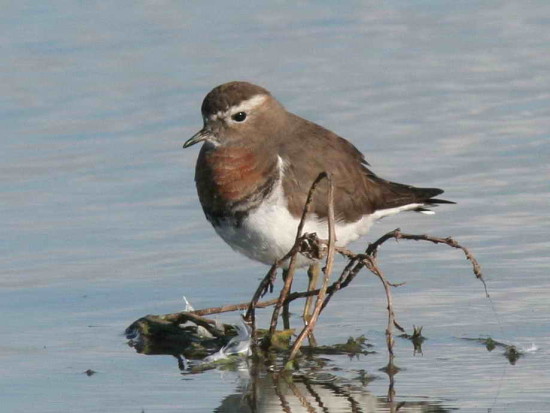 Chorlo pecho colorado/Rufous-chested Dotterel