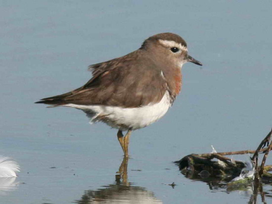 Chorlo pecho colorado/Rufous-chested Dotterel