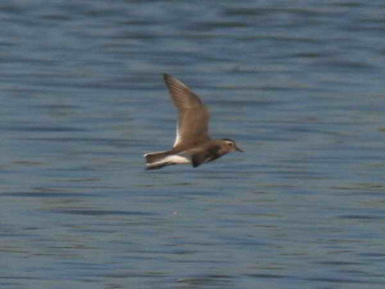 Chorlo pecho colorado/Rufous-chested Dotterel