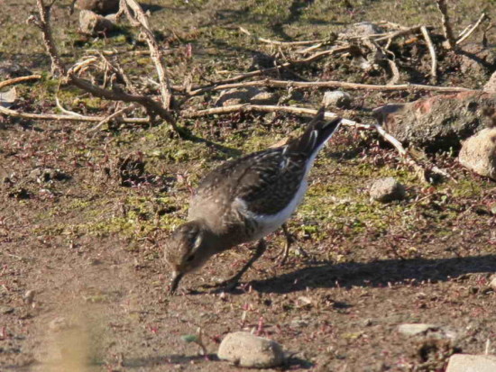 Chorlo pecho colorado/Rufous-chested Dotterel