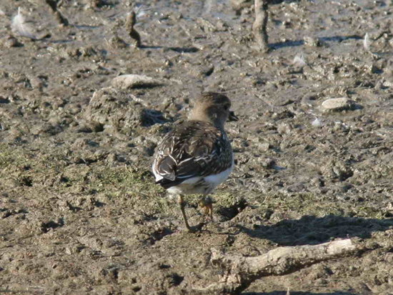 Chorlo pecho colorado/Rufous-chested Dotterel