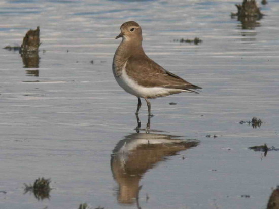 Chorlo pecho colorado/Rufous-chested Dotterel