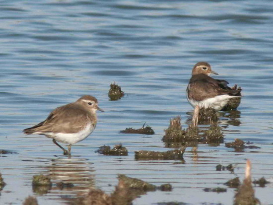 Chorlo pecho colorado/Rufous-chested Dotterel