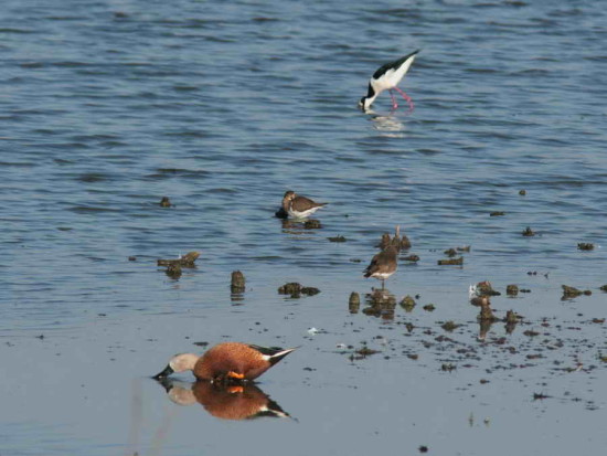 Chorlo pecho colorado/Rufous-chested Dotterel