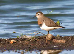 Chorlo pecho colorado/Rufous-chested Dotterel