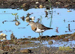 Chorlo pecho colorado/Rufous-chested Dotterel