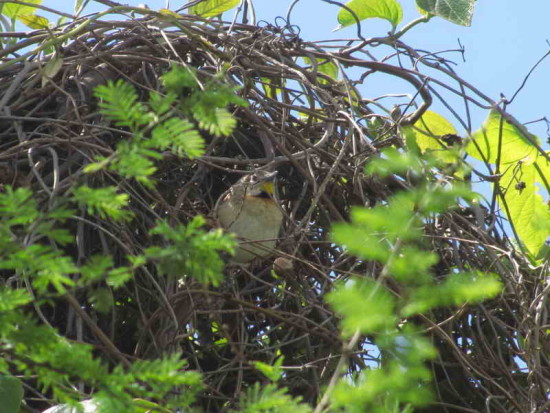 Chotoy/Chotoy Spinetail