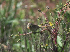 Chotoy/Chotoy Spinetail